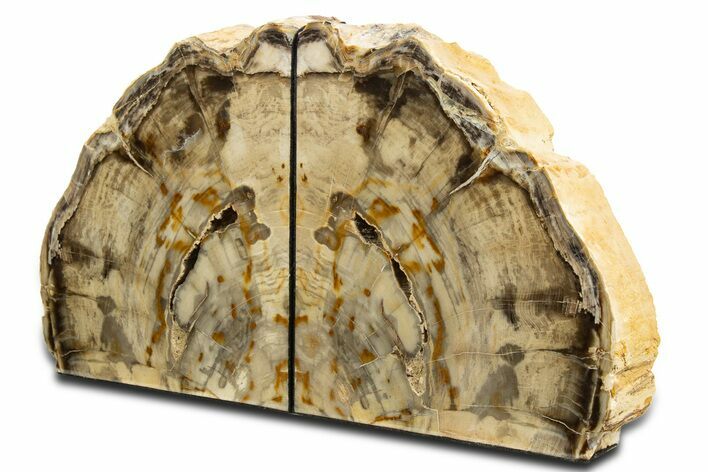 Tall Colorful Petrified Wood Bookends - Washington #344125